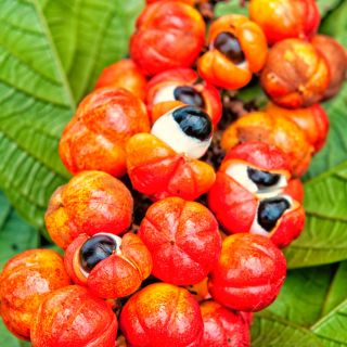 Guarana